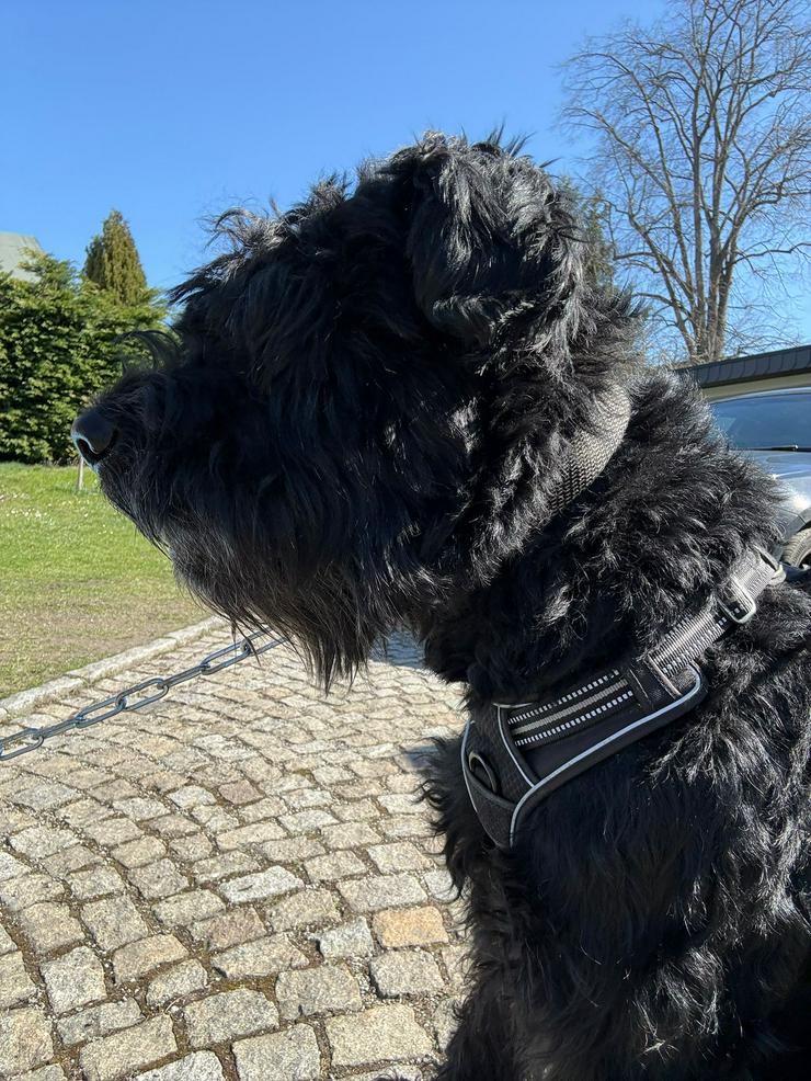 Bild 5: Riesenschnauzer Rüde 5 Jahre 