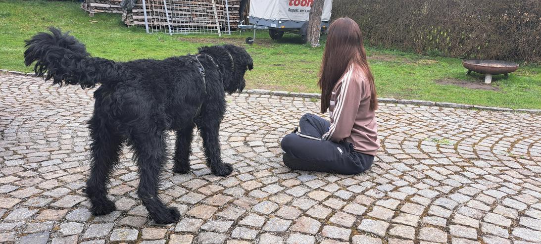 Bild 7: Riesenschnauzer Rüde 5 Jahre 