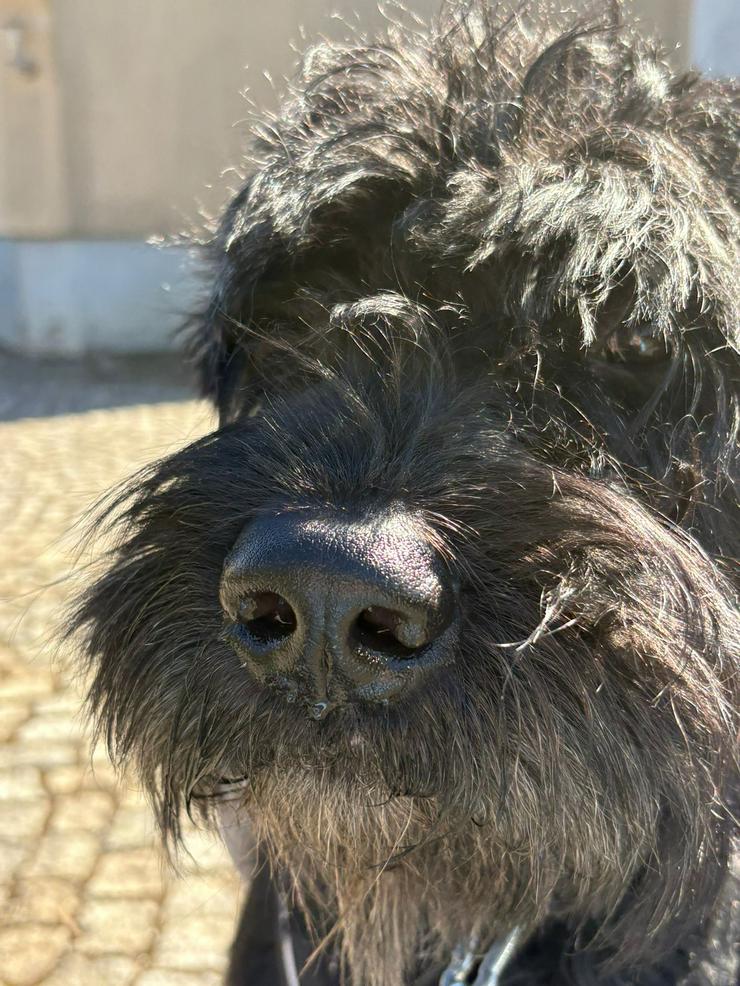 Bild 4: Riesenschnauzer Rüde 5 Jahre 