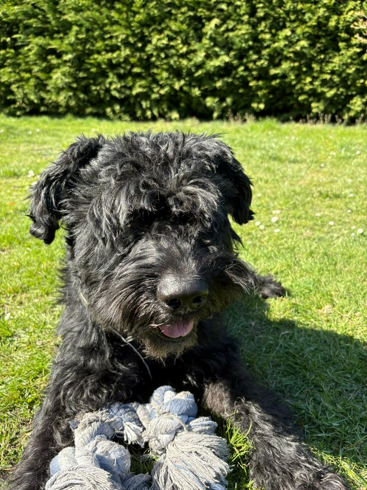 Riesenschnauzer Rüde 5 Jahre 