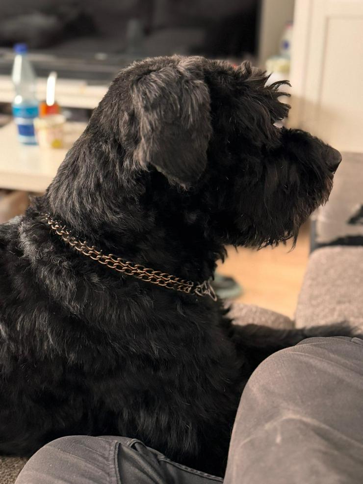 Bild 8: Riesenschnauzer Rüde 5 Jahre 