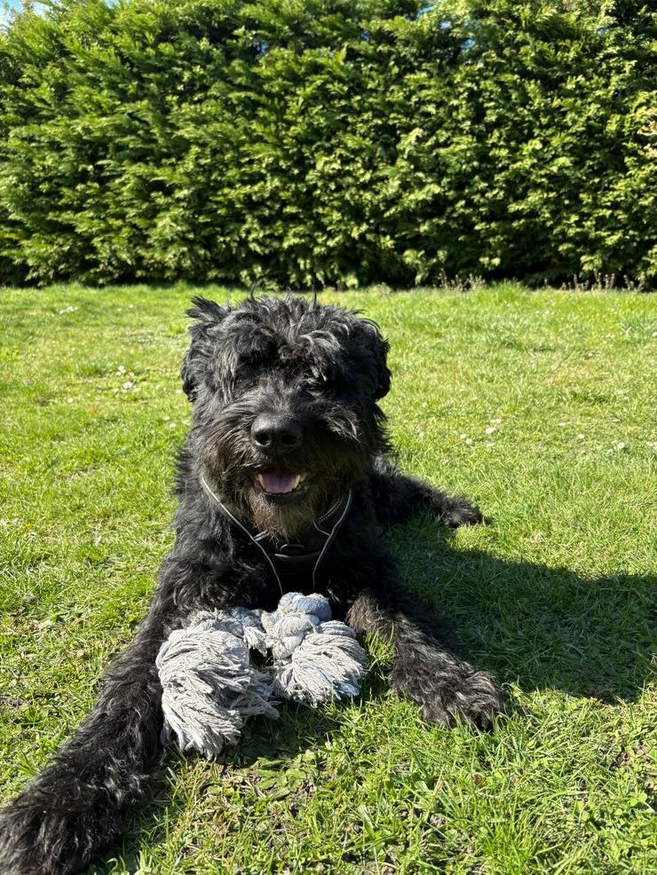 Bild 2: Riesenschnauzer Rüde 5 Jahre 