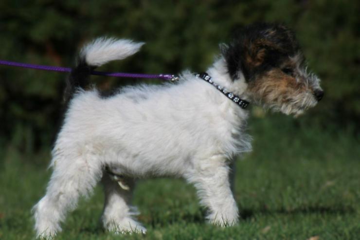 Foxterrier Rüge  3 Monate.