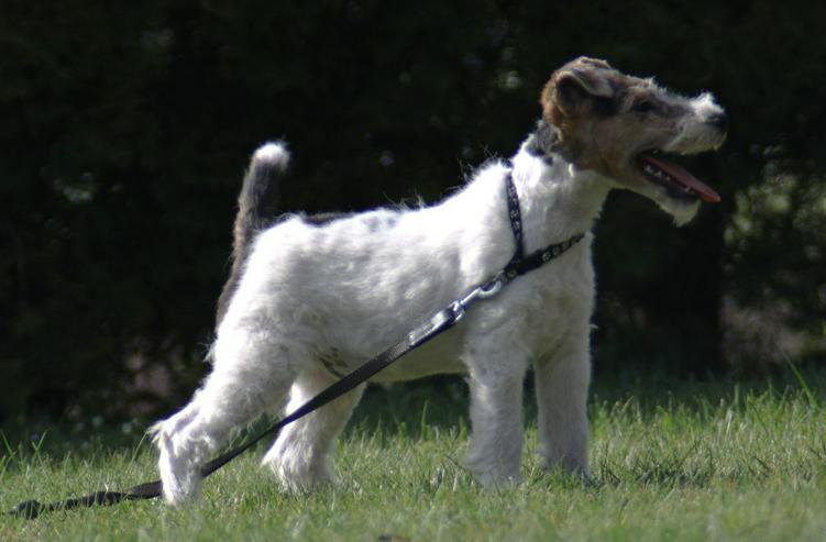 Bild 6: Foxterrier Rüge  3 Monate.