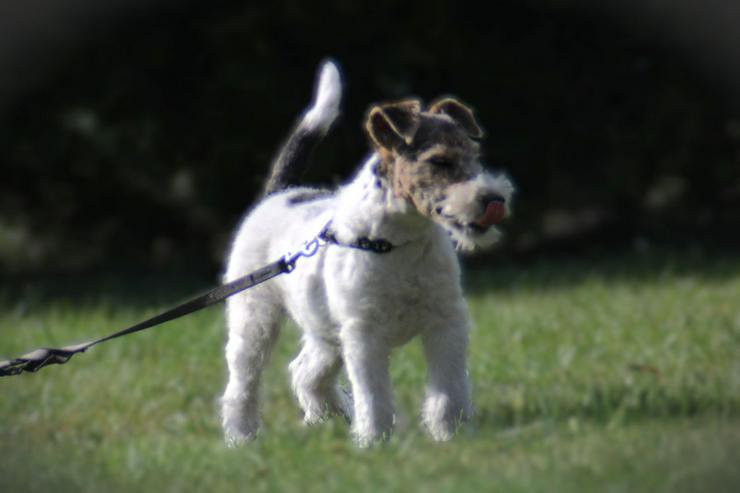 Foxterrier Rüge  3 Monate.