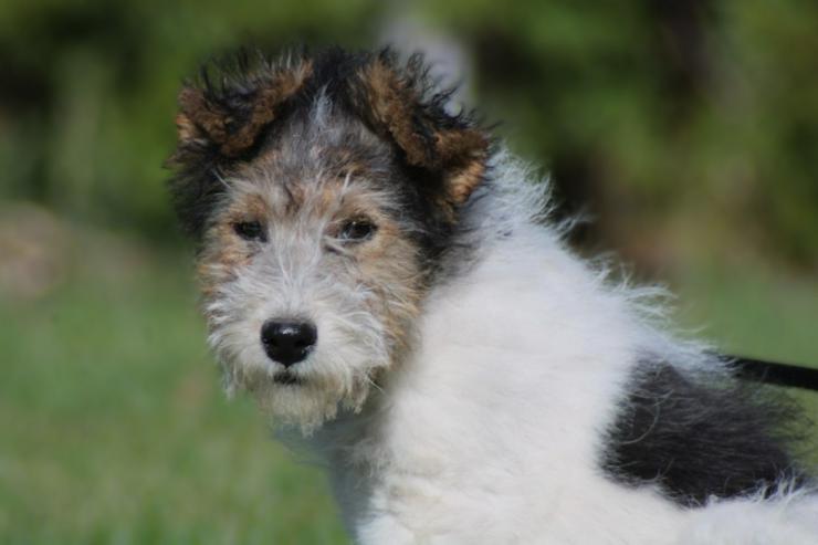 Bild 2: Foxterrier Rüge  3 Monate.