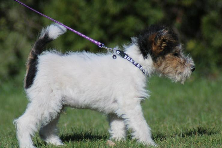 Bild 5: Foxterrier Rüge  3 Monate.