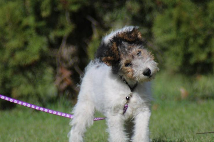 Bild 3: Foxterrier Rüge  3 Monate.