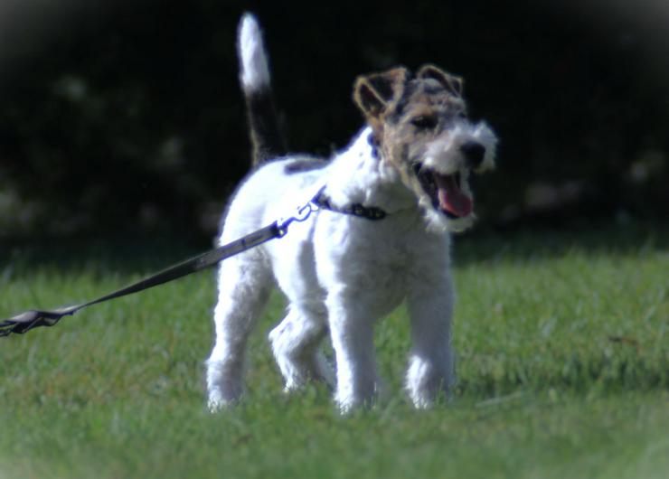 Bild 7: Foxterrier Rüge  3 Monate.