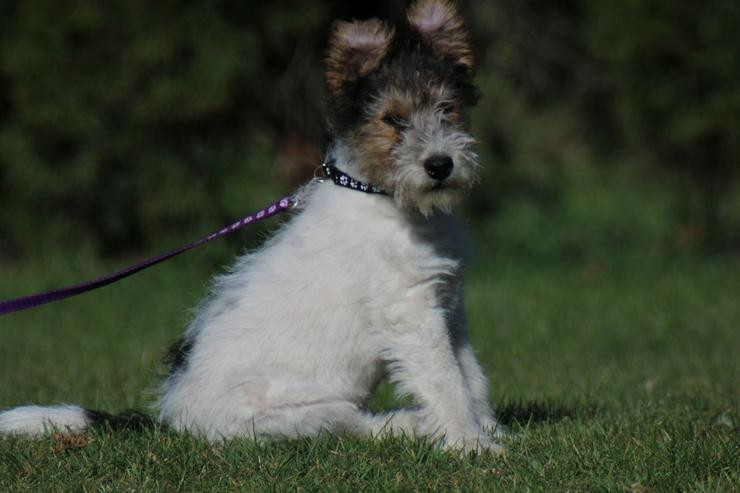 Bild 4: Foxterrier Rüge  3 Monate.