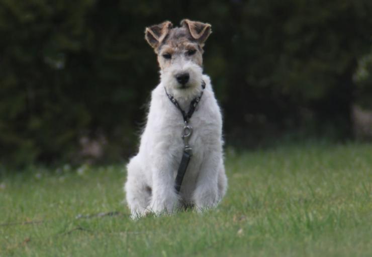 Bild 5: Foxterrier Rüge  3 Monate.