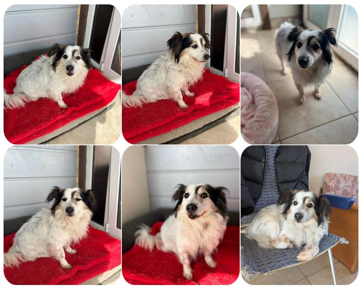 Kurt – freundlicher und verschmuster Kokoni Mischling