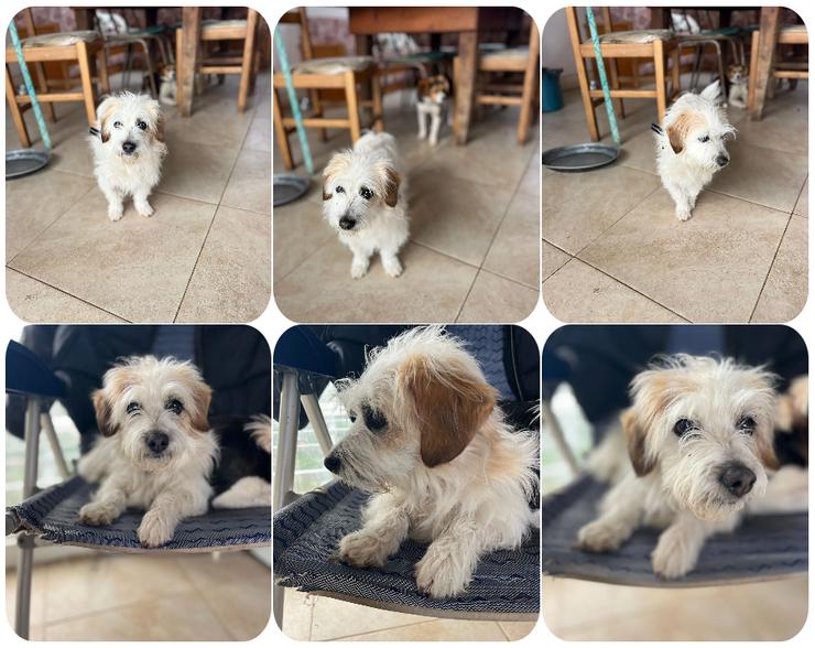 Karla - kleine flauschige Mischlingshündin