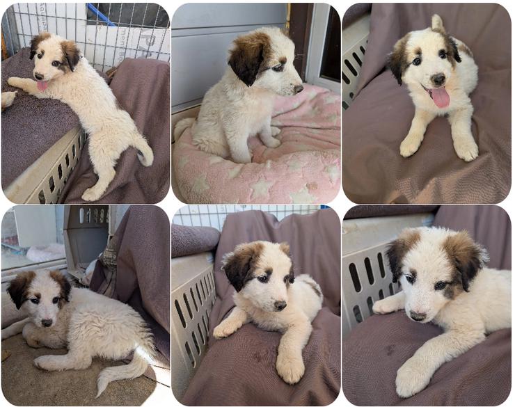 Leilani – kleiner flauschiger Teddy voller Lebenslust