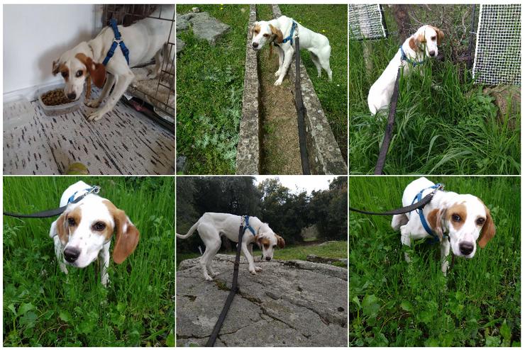 Cloe – zarte Jagdhund Mischlingshündin 