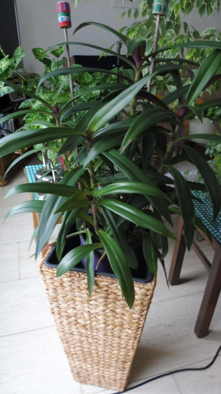 Dreimasterblume, Zimmerpflanze 60 cm hoch ohne Übertopf