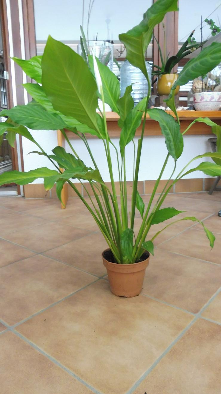  Einblattpflanze,  ca. 65 cm hoch, ohne Übertopf