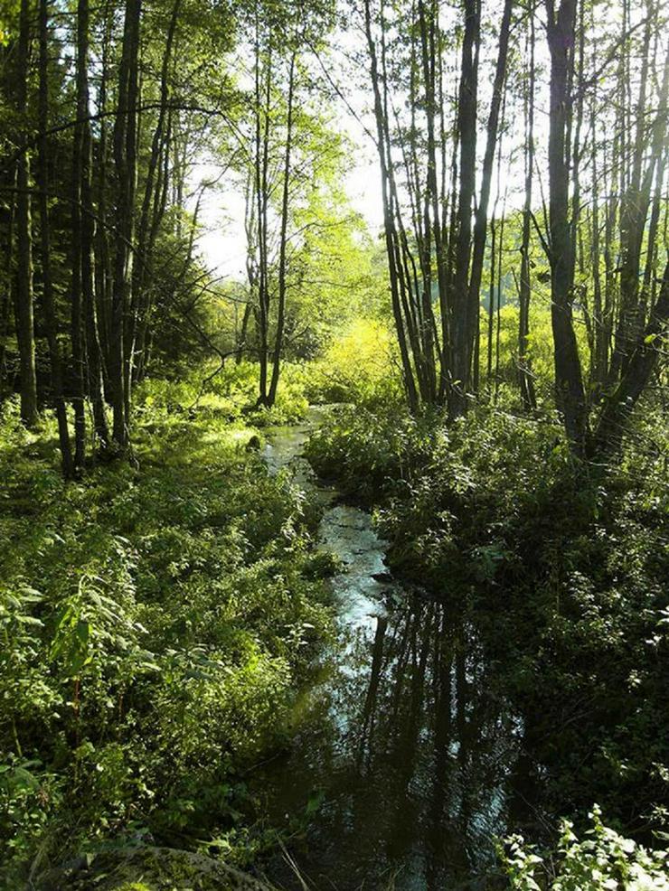 Bild 17: Ferien mit Mau & Wau - Luftkurort Falkenstein - Bayerischer Wald
