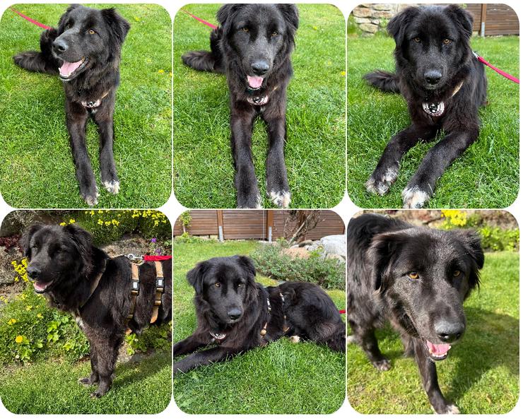 Smitty – Der sanfte Begleiter mit dem flauschigen Fell