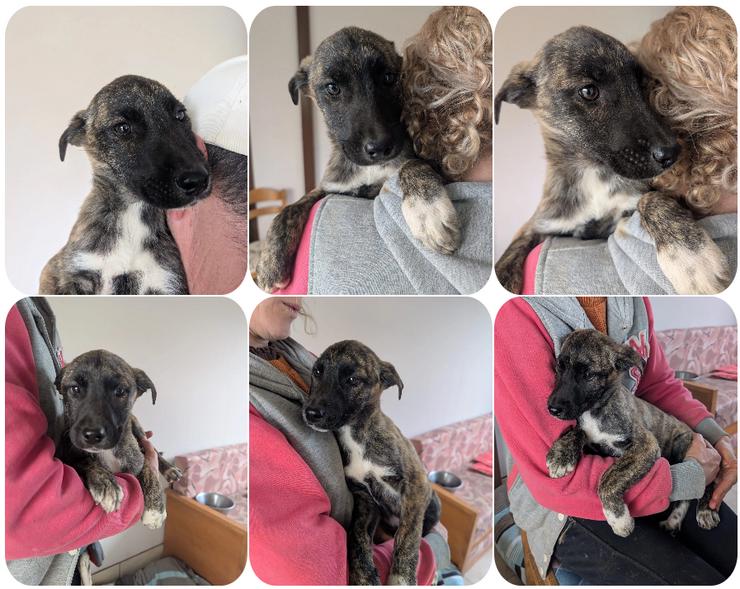 Phibi – wunderschöne gestromte Mischlingshündin 