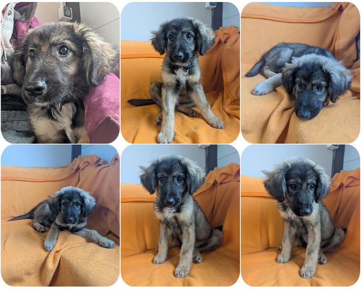 Cookie - ein kleiner Überlebenskünstler