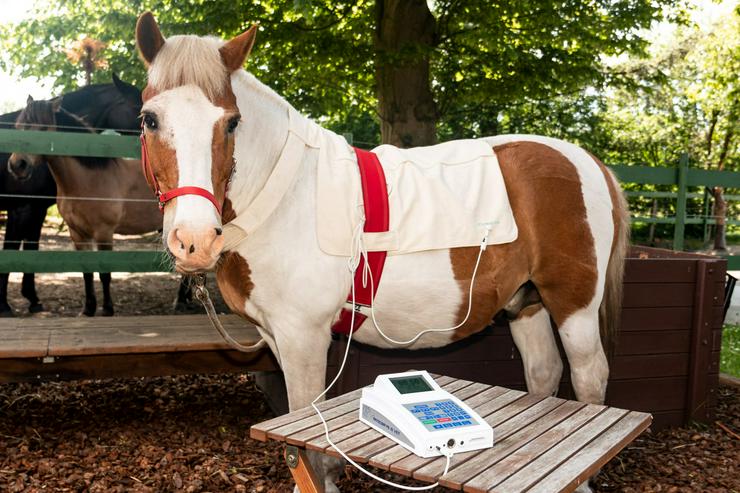 Bioresonanz-Haaranalyse